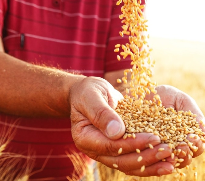 AUR a depus la Senat un proiect de lege pentru înființarea Băncii pentru Dezvoltarea Agriculturii din România